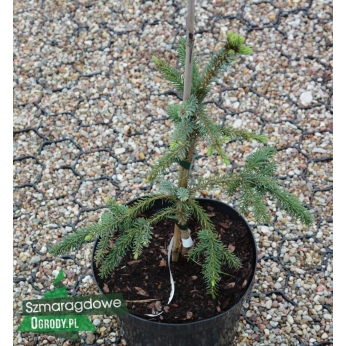 Świerk serbski - PENDULA BRUNS - Picea omoria