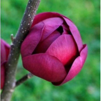 Magnolia pośrednia - BLACK TULIP® - Magnolia Soulangea 