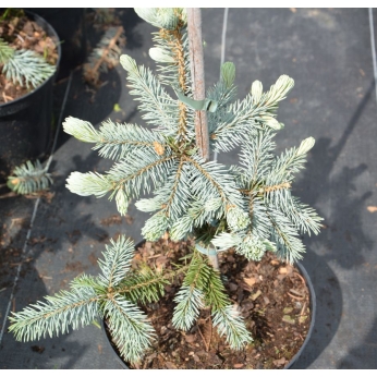 Świerk kłujący- HOOPSI - Picea pungens