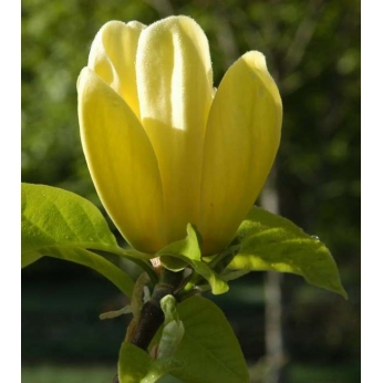 Magnolia brooklińska - YELLOW BIRD -  Magnolia ×brooklynensis (pachnąca) 