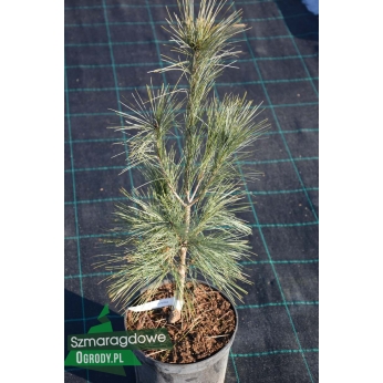 Sosna wejmutka - FASTIGIATA - Pinus strobus