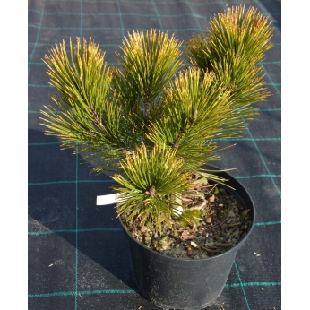 Sosna bośniacka - MECKY - Pinus leucodermis 