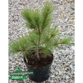 Sosna rumelijska - Pinus peuce