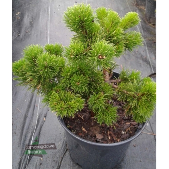 Sosna górska - kosodrzewina - JACOBSEN - Pinus mugo