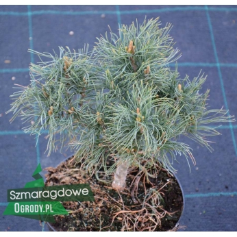 Sosna wejmutka - TINY CURLS - Pinus strobus