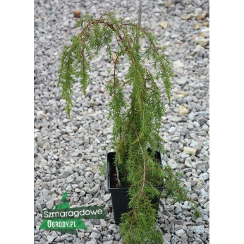 Jałowiec pospolity - HORTSMAN - Juniperus communis