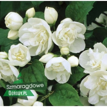 Jaśminowiec - LITTLE WHITE LOVE - Philadelphus 