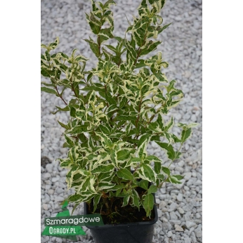 Zadrzewnia bezogonkowa - COOL SPLASH - Diervilla sessilifolia