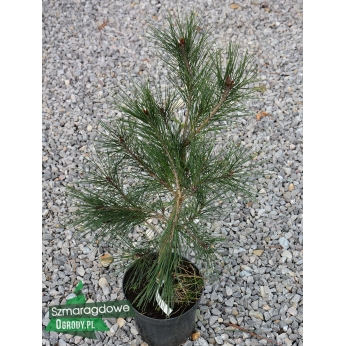 Sosna gęstokwiatowa - UMBRACULIFERA - Pinus densiflora 