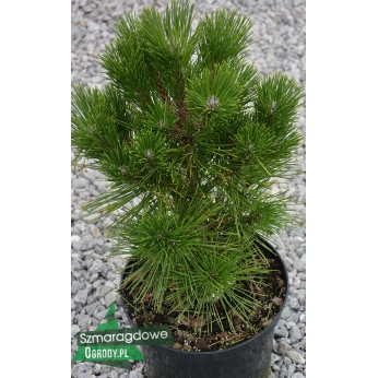Sosna czarna - MORKINO - Pinus nigra