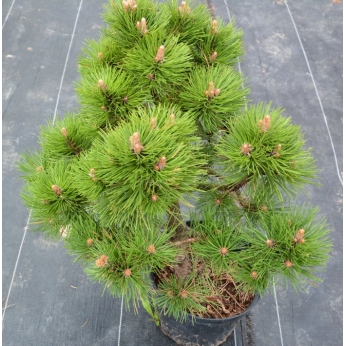 Sosna czarna - HELGA - Pinus nigra 