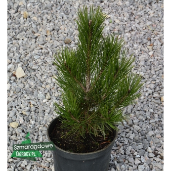 Sosna bośniacka - Pinus leucodermis 