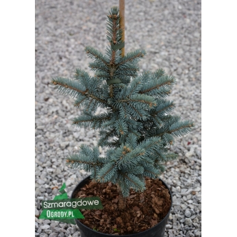Świerk kłujący - MONTGOMERY - Picea pungens