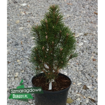 Sosna czarna - RICHARD - Pinus nigra