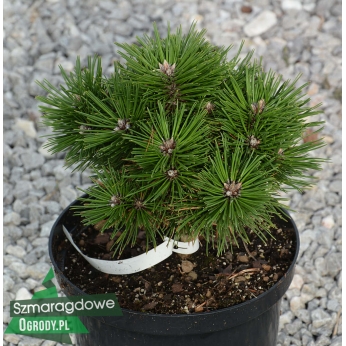 Sosna czarna - DR SHAKE - Pinus nigra