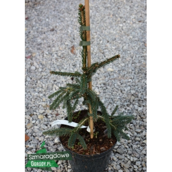 Świerk pospolity - ROTHENHAUS - Picea abies