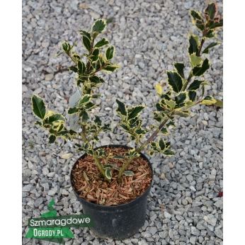 Ostrokrzew kolczasty - ARGENTEA MARGINATA (żeńska) - Ilex aquifolium