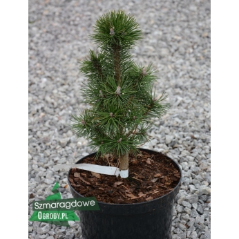 Sosna górska - COLUMNARIS - Pinus mugo