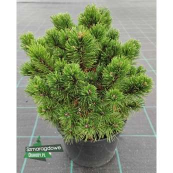 Sosna górska (kosodrzewina) - HNIZDO - Pinus mugo