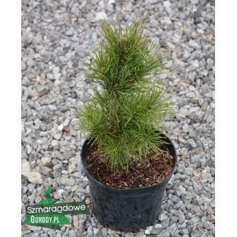 Sosna syberyjska - Pinus cembra var. sibirica 