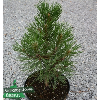Sosna czarna - SPIELBERG - Pinus nigra