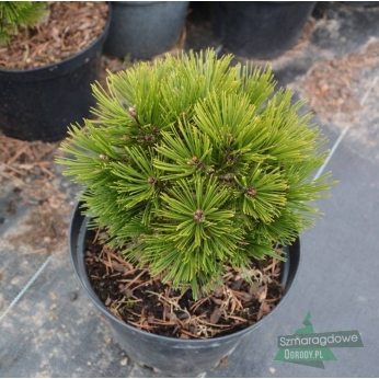 Sosna bośniacka - SCHMIDTII - Pinus leucodermis