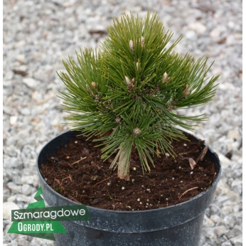 Sosna bośniacka - PIRIN no. 4 - Pinus leucodermis 