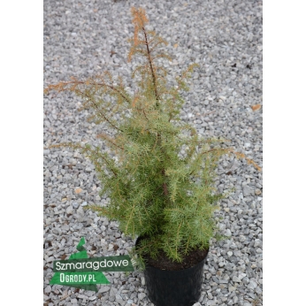 Jałowiec pospolity - KALEBAB - Juniperus communis 