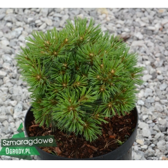 Sosna wejmutka - GREG - Pinus strobus