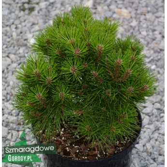 Sosna czarna - BAMBINO Gaelle Bregeon - Pinus nigra