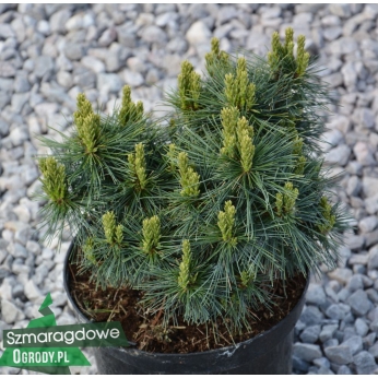 Sosna wejmutka - HORSFORD - Pinus strobus