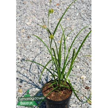 Turzyca graya - Carex grayi