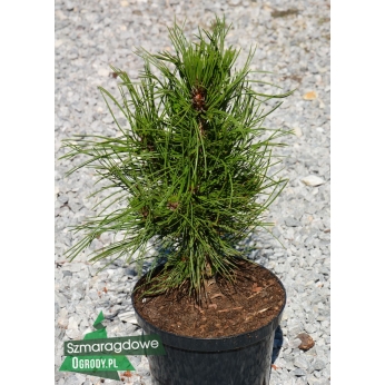 Sosna bośniacka - ATZE SAULE-  Pinus leucodermis