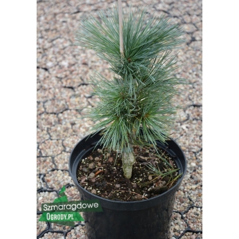 Sosna giętka - CESARINI BLUE - Pinus flexilis