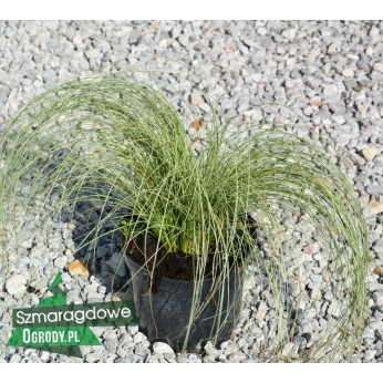 Turzyca włosowa - FROSTED CURLS - Carex comans