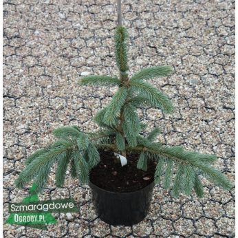 Świerk meksykański - PERVANA - Picea mexicana