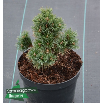 Sosna oścista - SHERWOOD COMPACT - Pinus aristata