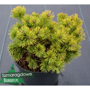 Sosna górska - LITTLE GOLDSTAR - Pinus mugo