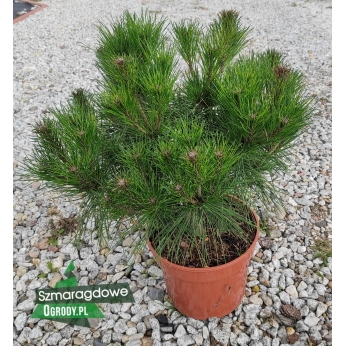Sosna gęstokwiatowa - HEAVY BUD - Pinus densiflora