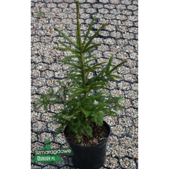 Świerk czarny - Picea mariana 