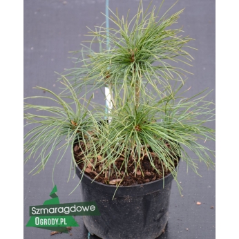 Sosna Armanda  - Pinus armandii