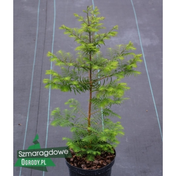 Metasekwoja chińska - Metasequoia glyptostroboides
