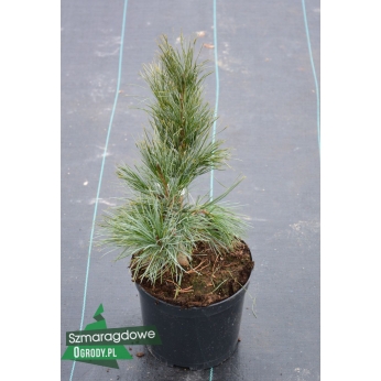 Sosna limba - SARTORI - Pinus cembra